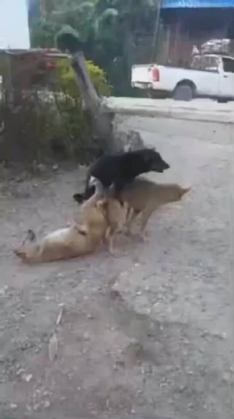 拜合拉木惊险扑救成焦点，趣味扎气球赛引爆观